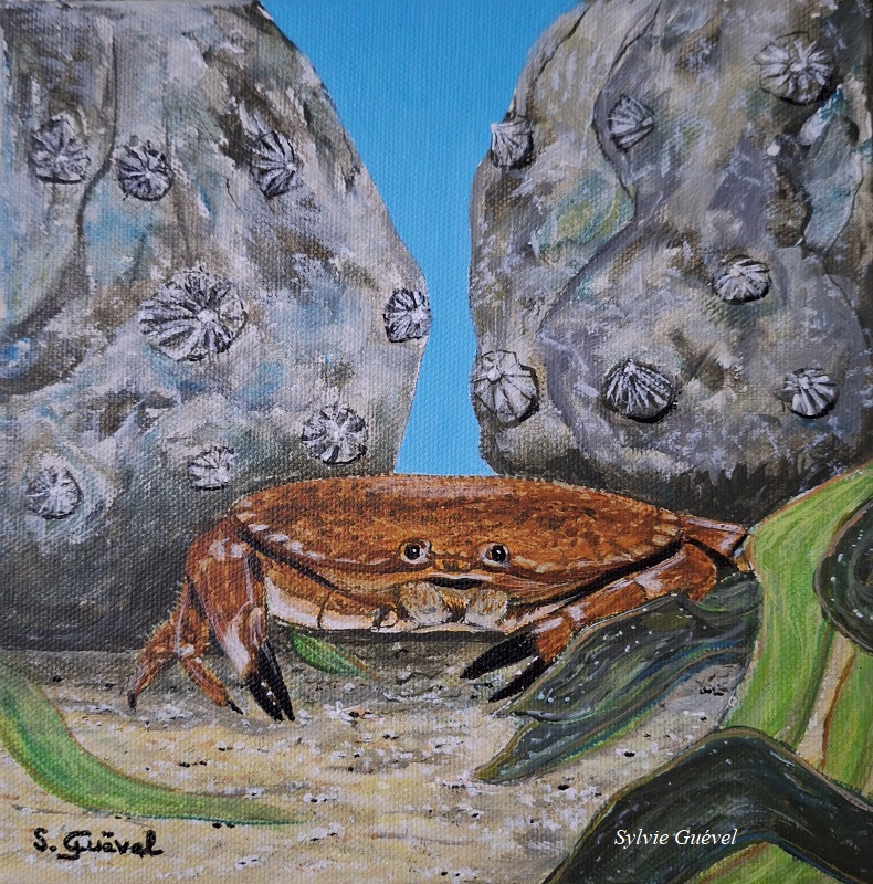 Tableau de Sylvie Guével qui représente un crabe tourteau et des berniques dans l'eau