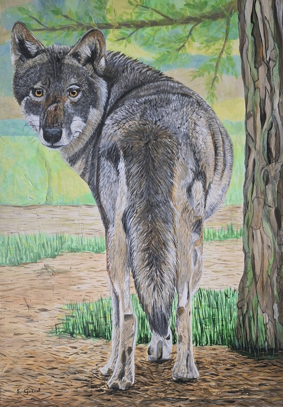 Tableau de Sylvie Guével qui représente un loup qui regarde en arrière